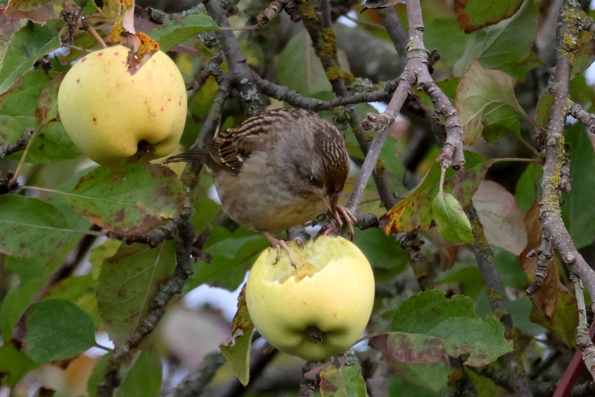 Golden-crowned Sparrow - ML645162945