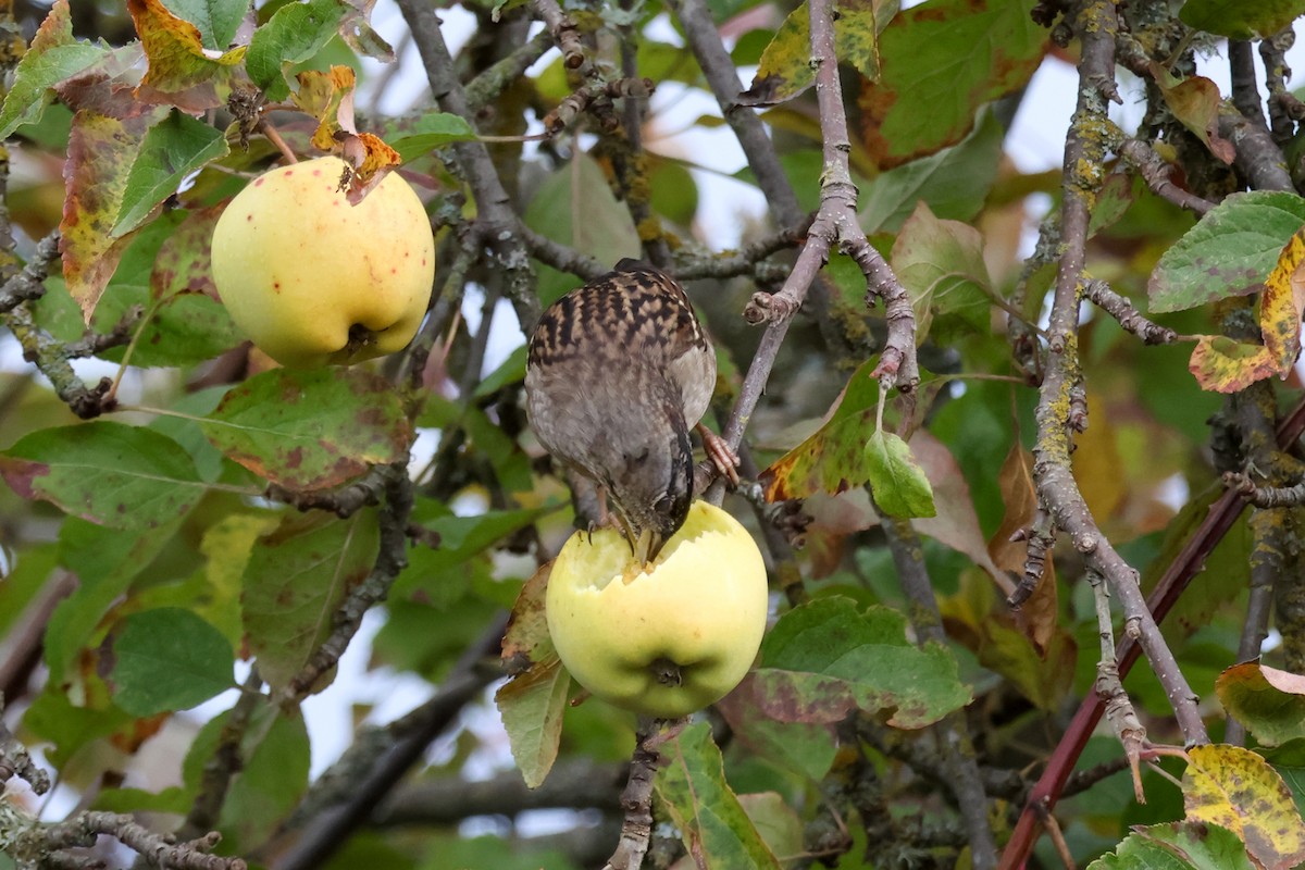 Golden-crowned Sparrow - ML645162946