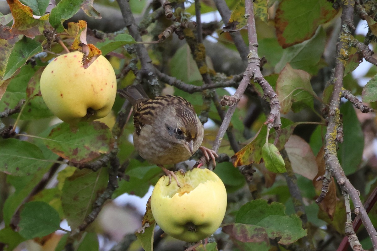 Golden-crowned Sparrow - ML645162947