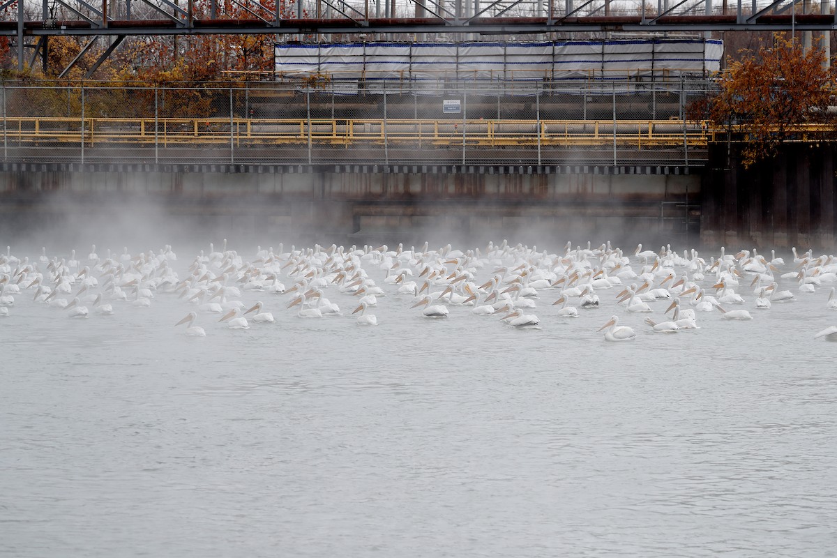 American White Pelican - ML645162953