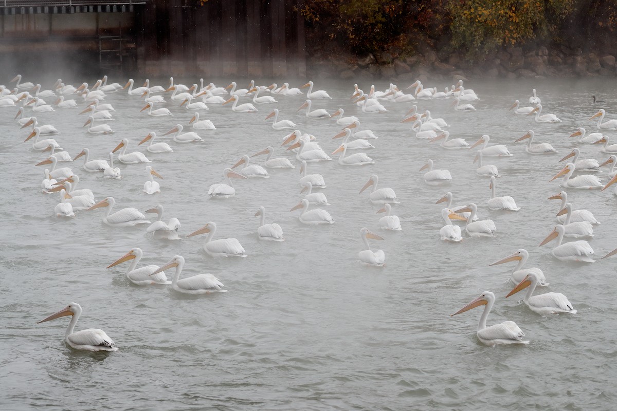 American White Pelican - ML645162963