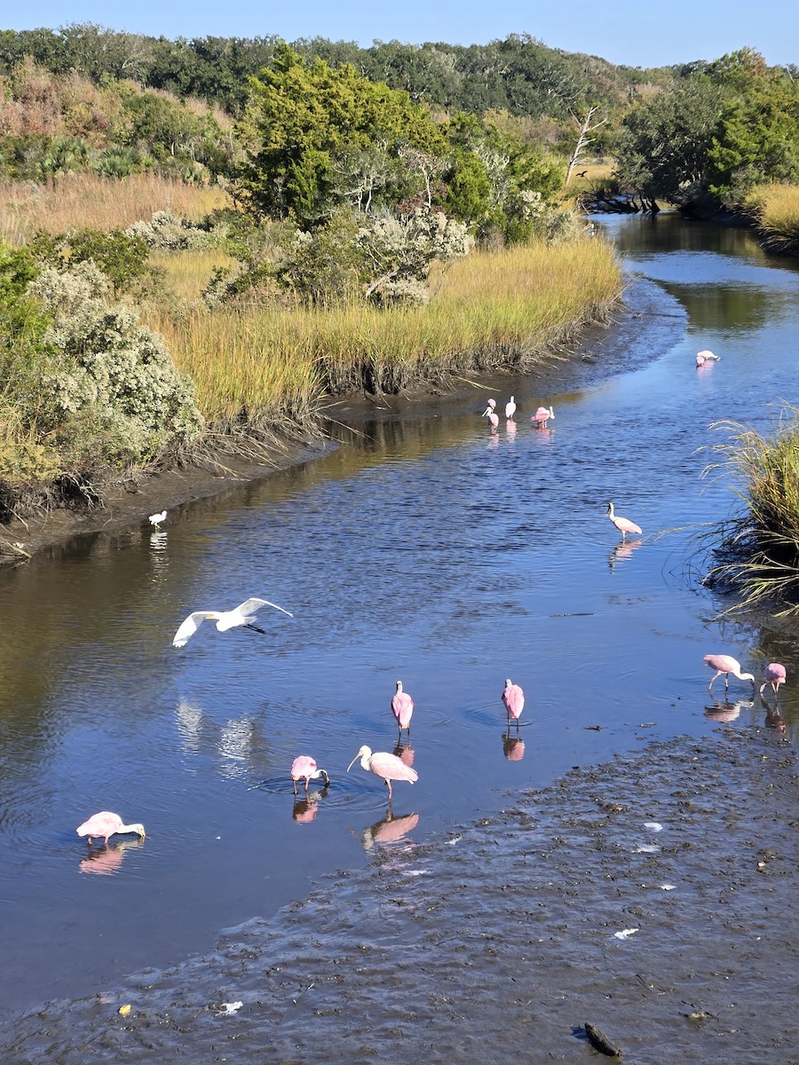 Espátula Rosada - ML645162991