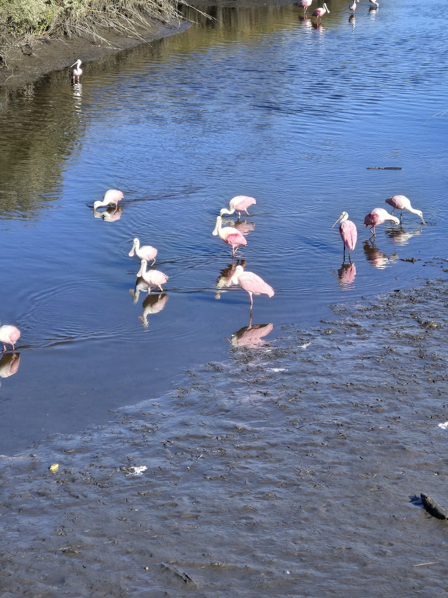 Espátula Rosada - ML645162992