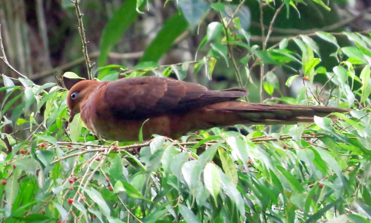 Little Cuckoo-Dove - ML645162995