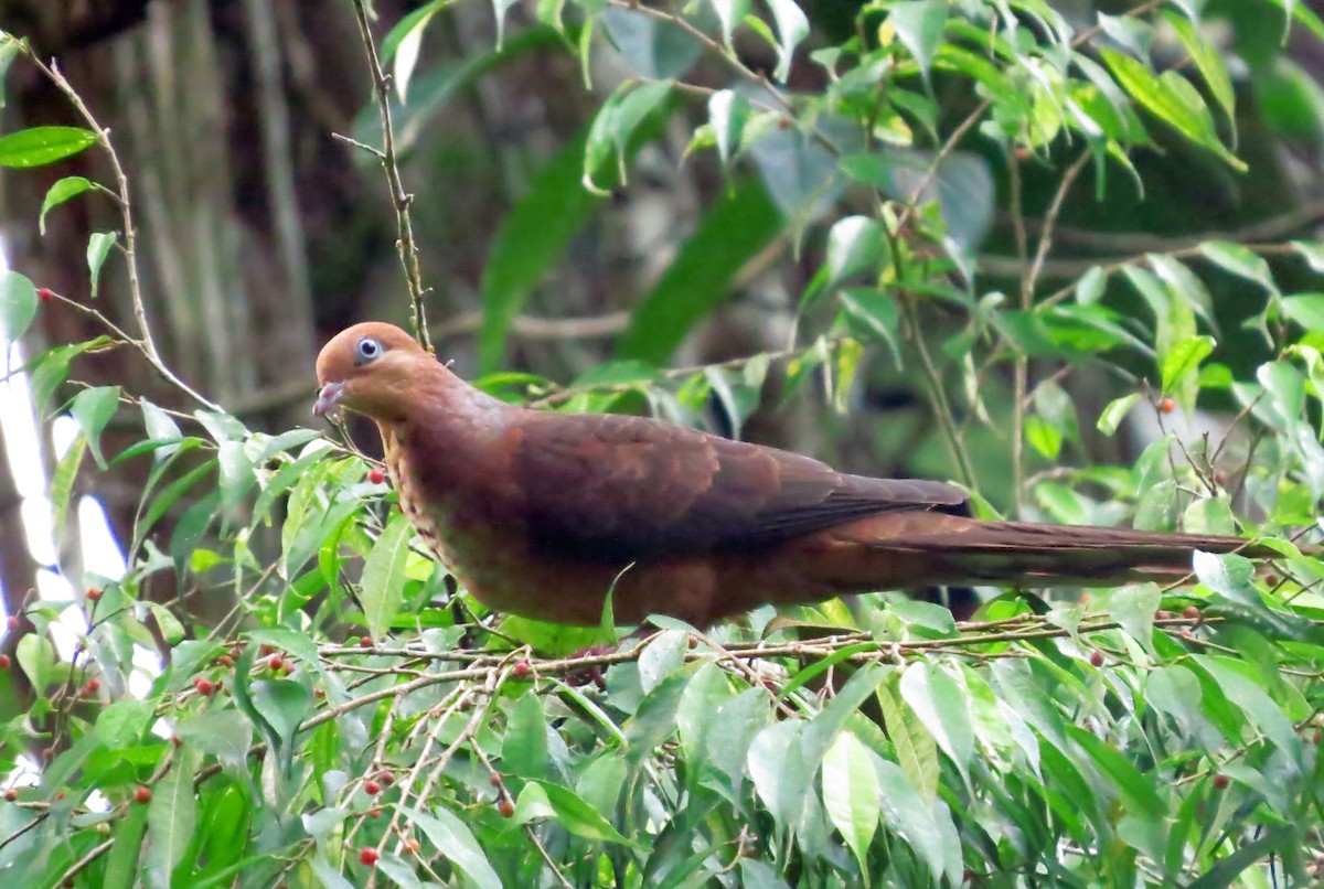 Little Cuckoo-Dove - ML645162996