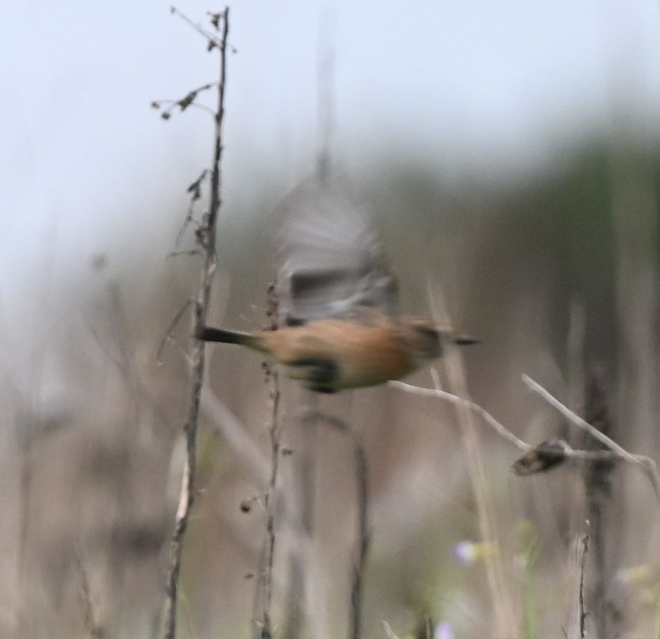 Трав'янка чорноголова - ML645163003