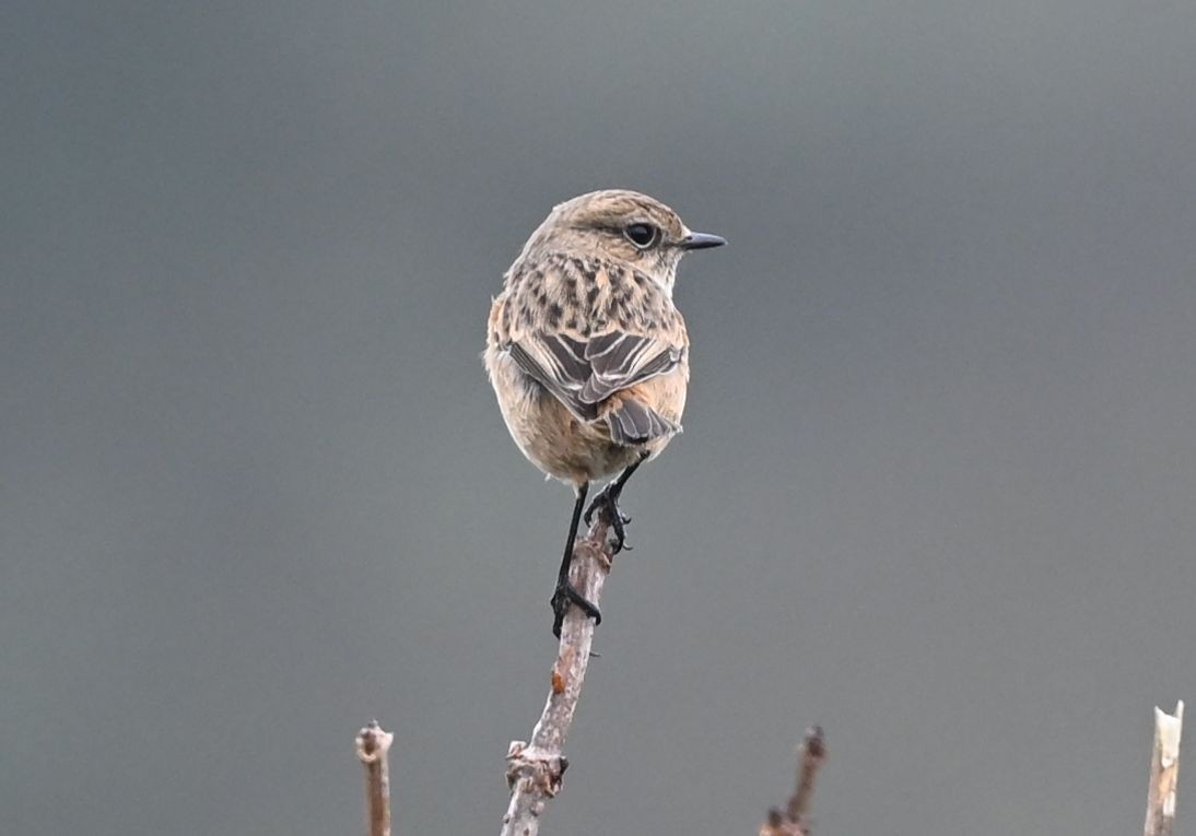 Трав'янка чорноголова - ML645163004