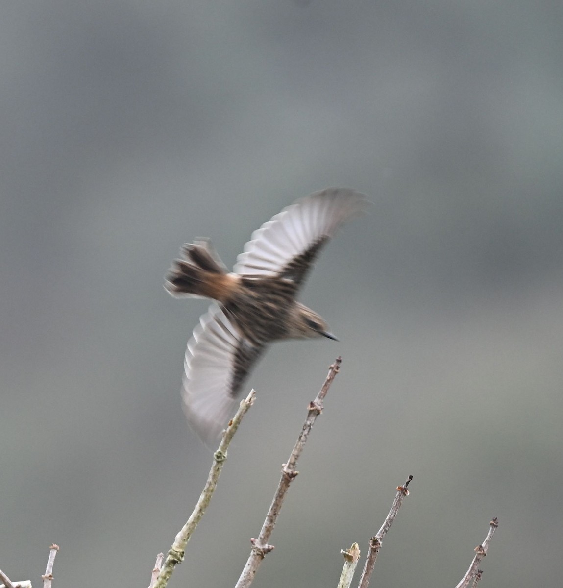 Трав'янка чорноголова - ML645163005