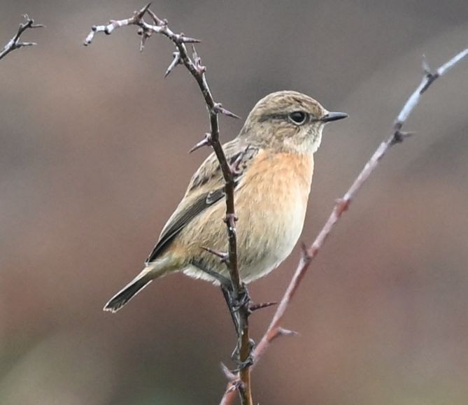 Трав'янка чорноголова - ML645163006