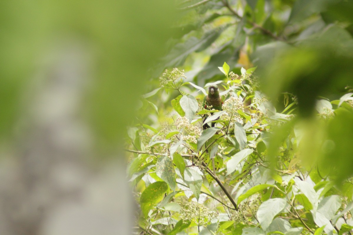 Maroon-tailed Parakeet - ML645163007