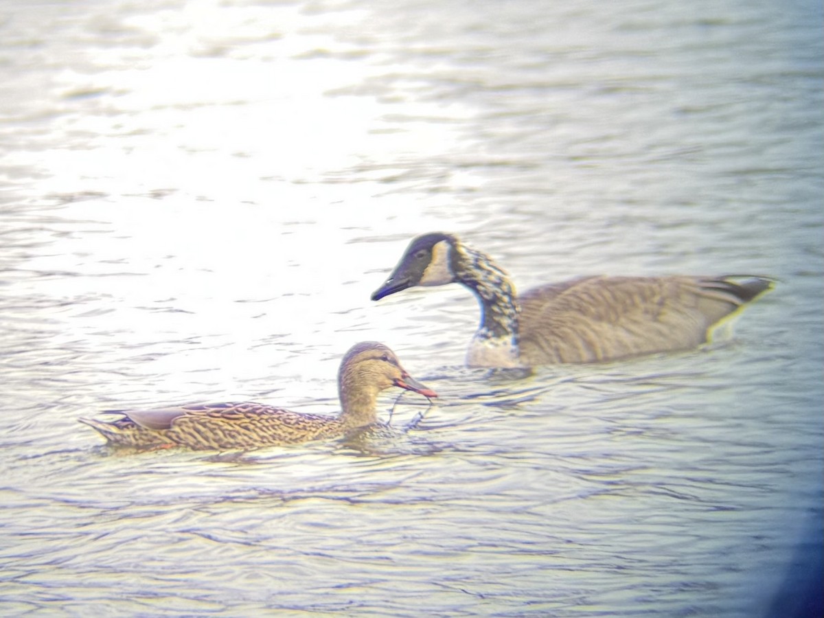 Canada Goose - ML645163019
