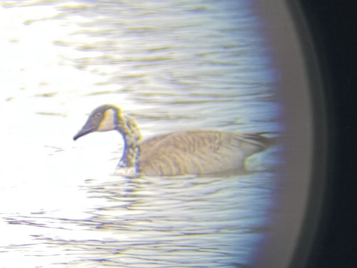 Canada Goose - ML645163020