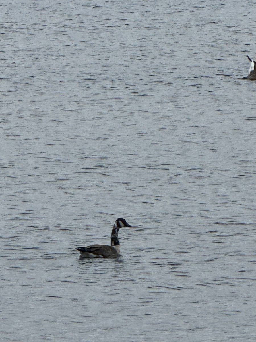 Canada Goose - ML645163021