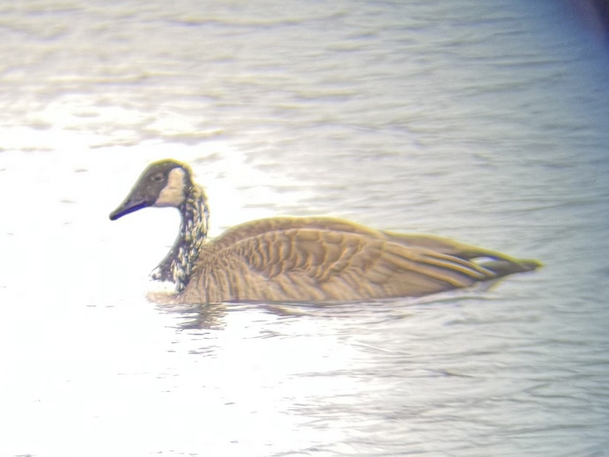 Canada Goose - ML645163022