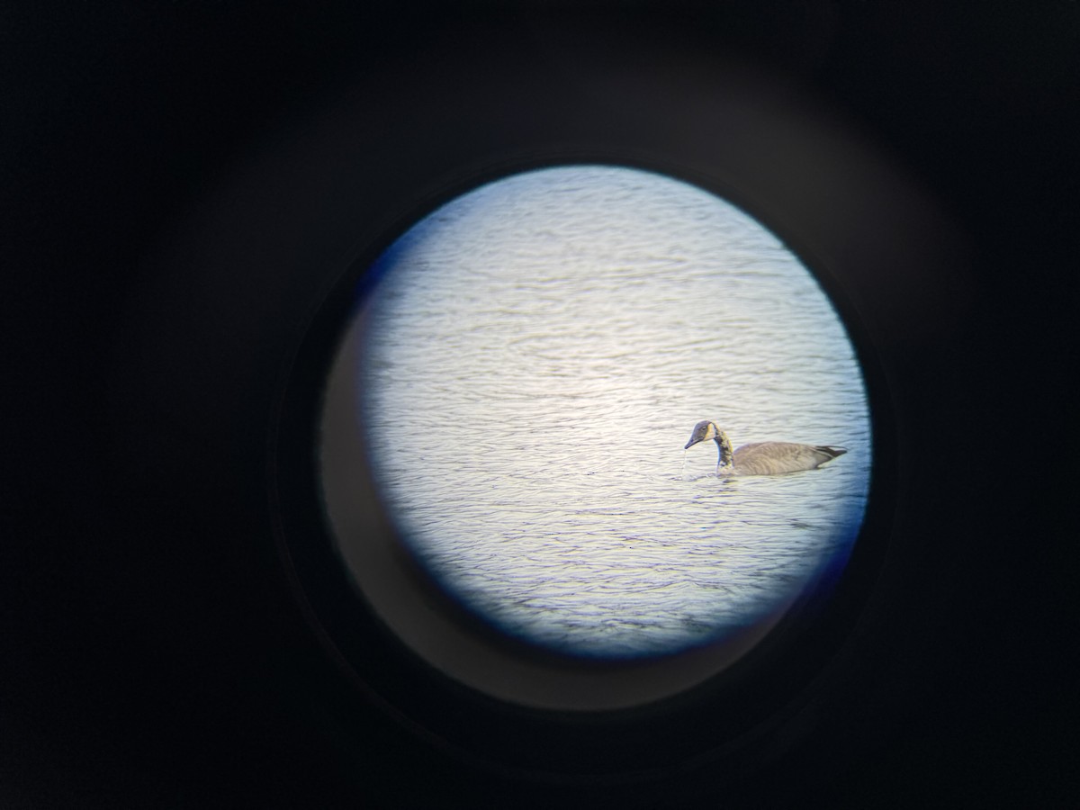 Canada Goose - ML645163023