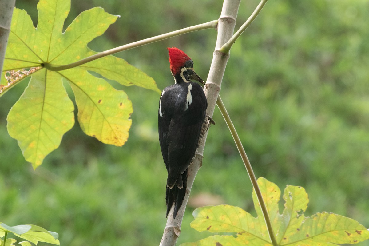 Lineated Woodpecker - ML645163045