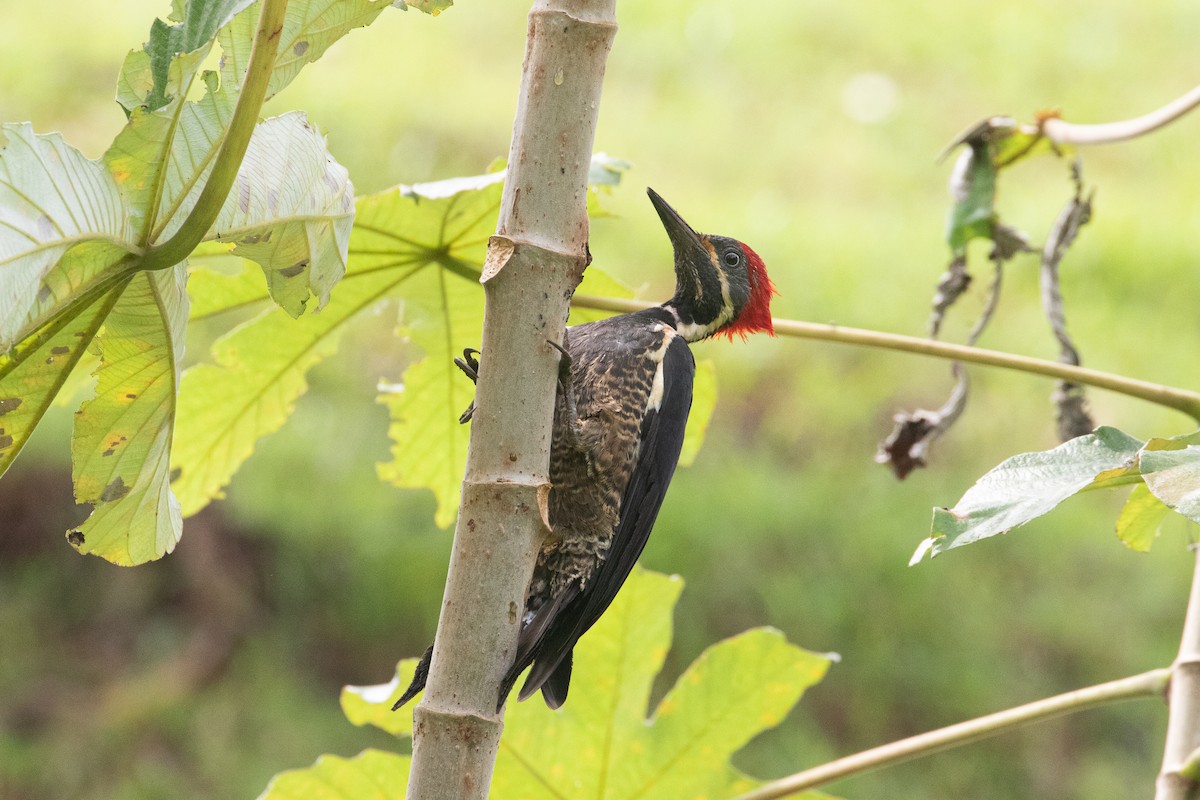Lineated Woodpecker - ML645163046