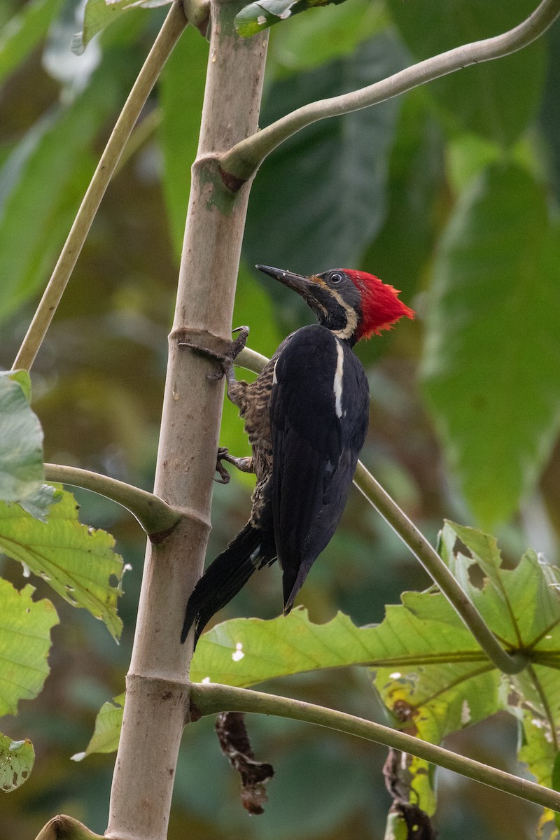 Lineated Woodpecker - ML645163047