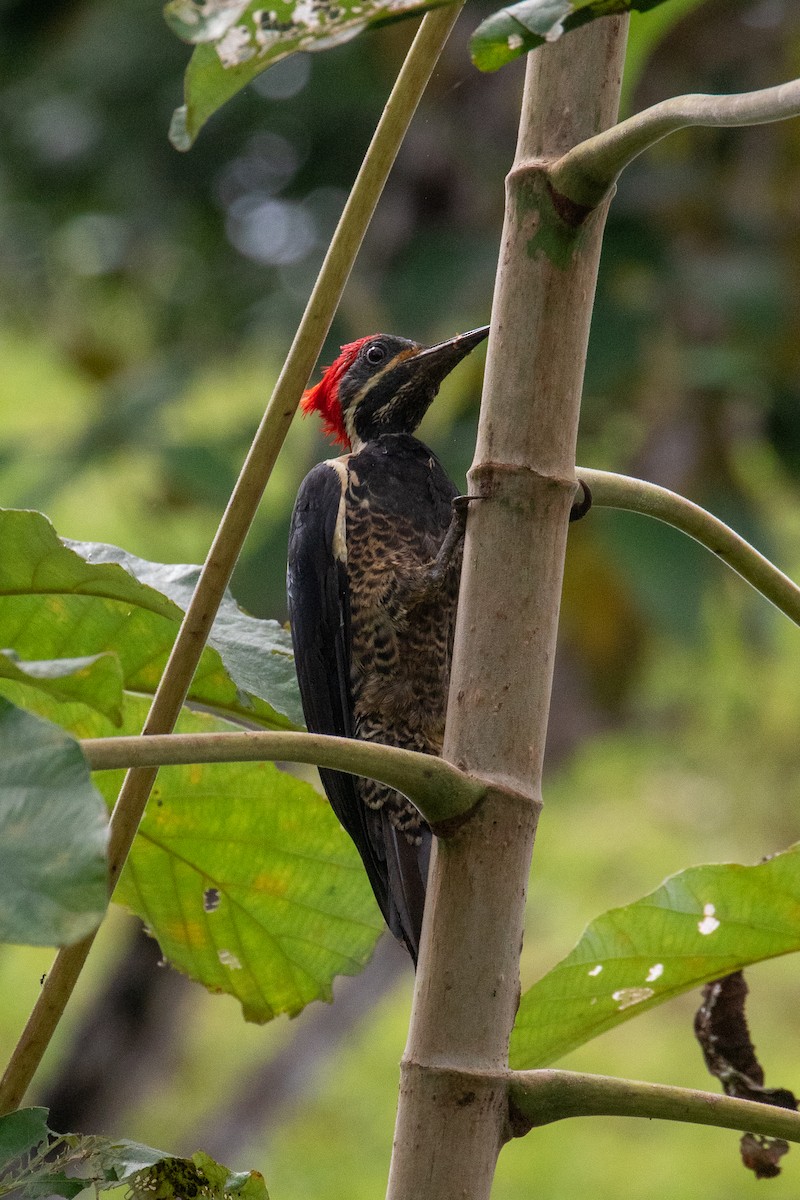 Lineated Woodpecker - ML645163048