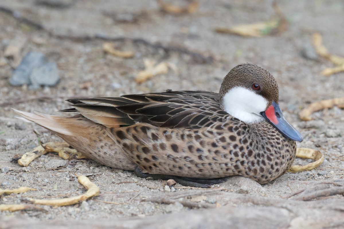 White-cheeked Pintail - ML645163049