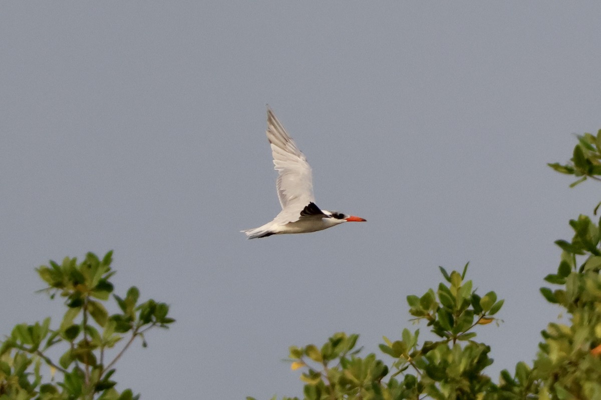 Hazar Sumrusu - ML645163056