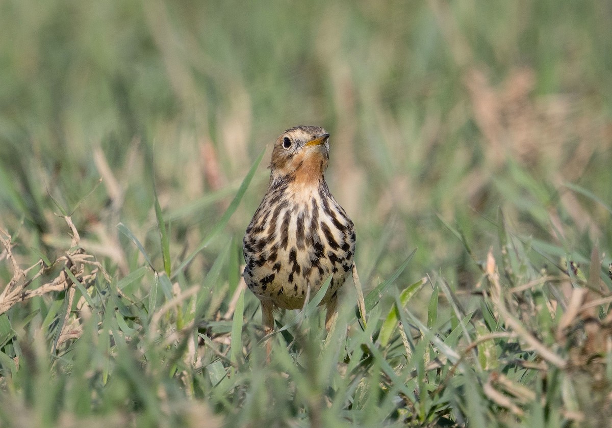 Red-throated Pipit - ML645163058
