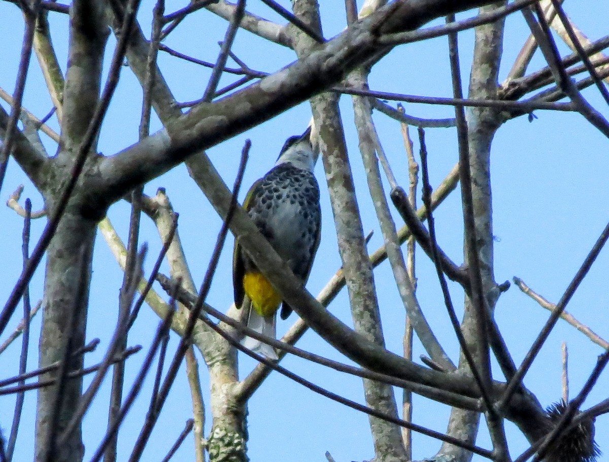 Чешуйчатый бюльбюль - ML645163059