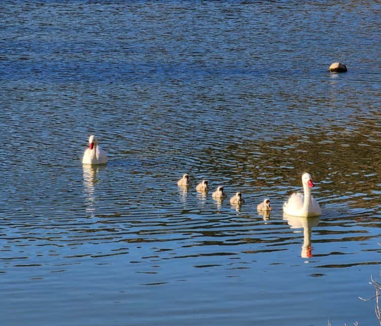 Coscoroba Swan - ML645163076