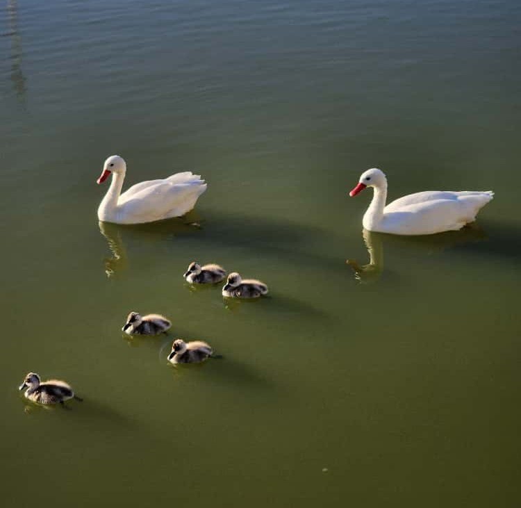 Coscoroba Swan - ML645163077