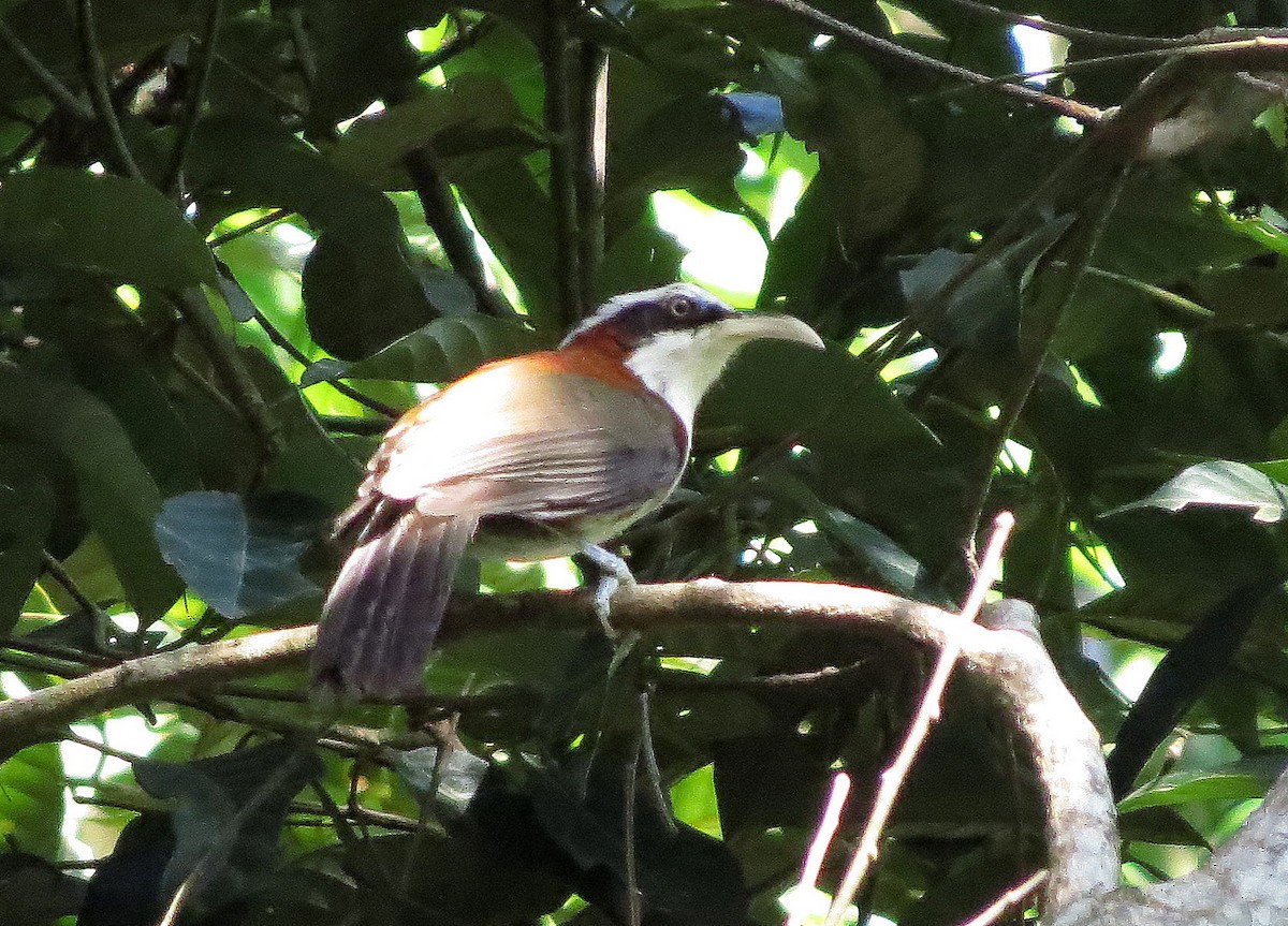 Sunda Scimitar-Babbler - ML645163098