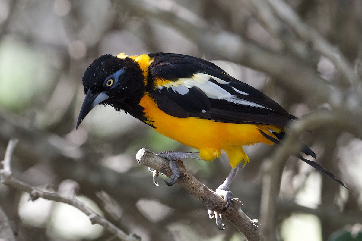 Venezüela Turpiyalı - ML645163104