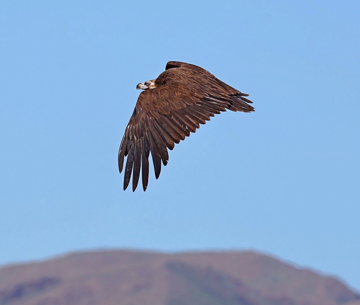 sup hnědý - ML645163107