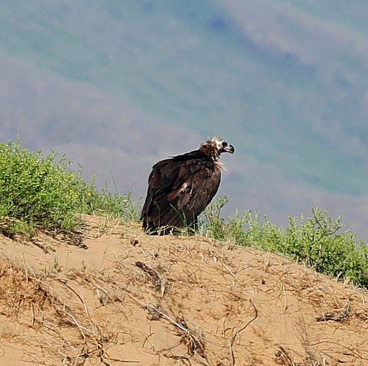 sup hnědý - ML645163108