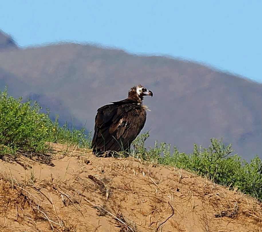 sup hnědý - ML645163110