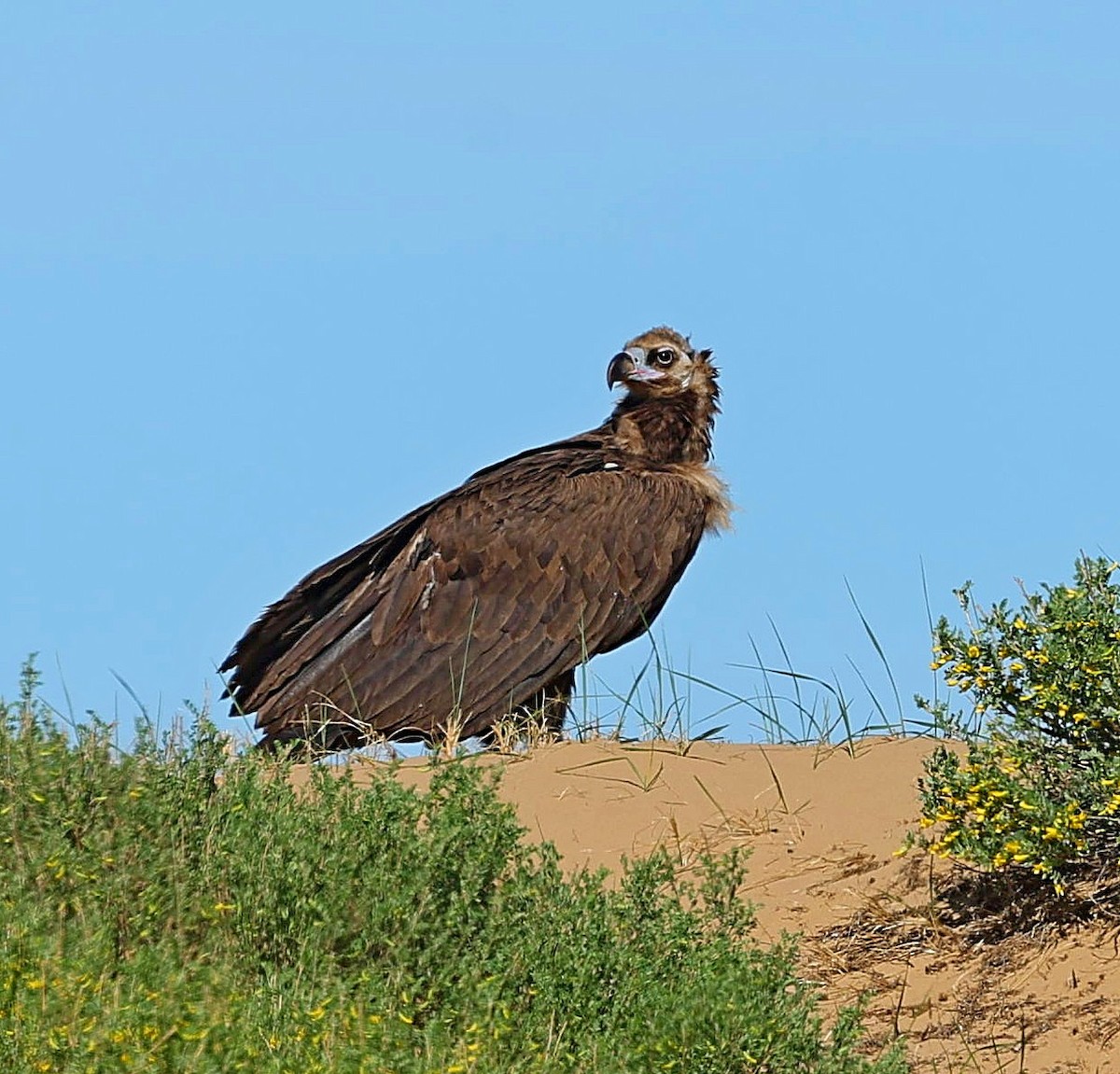 sup hnědý - ML645163111