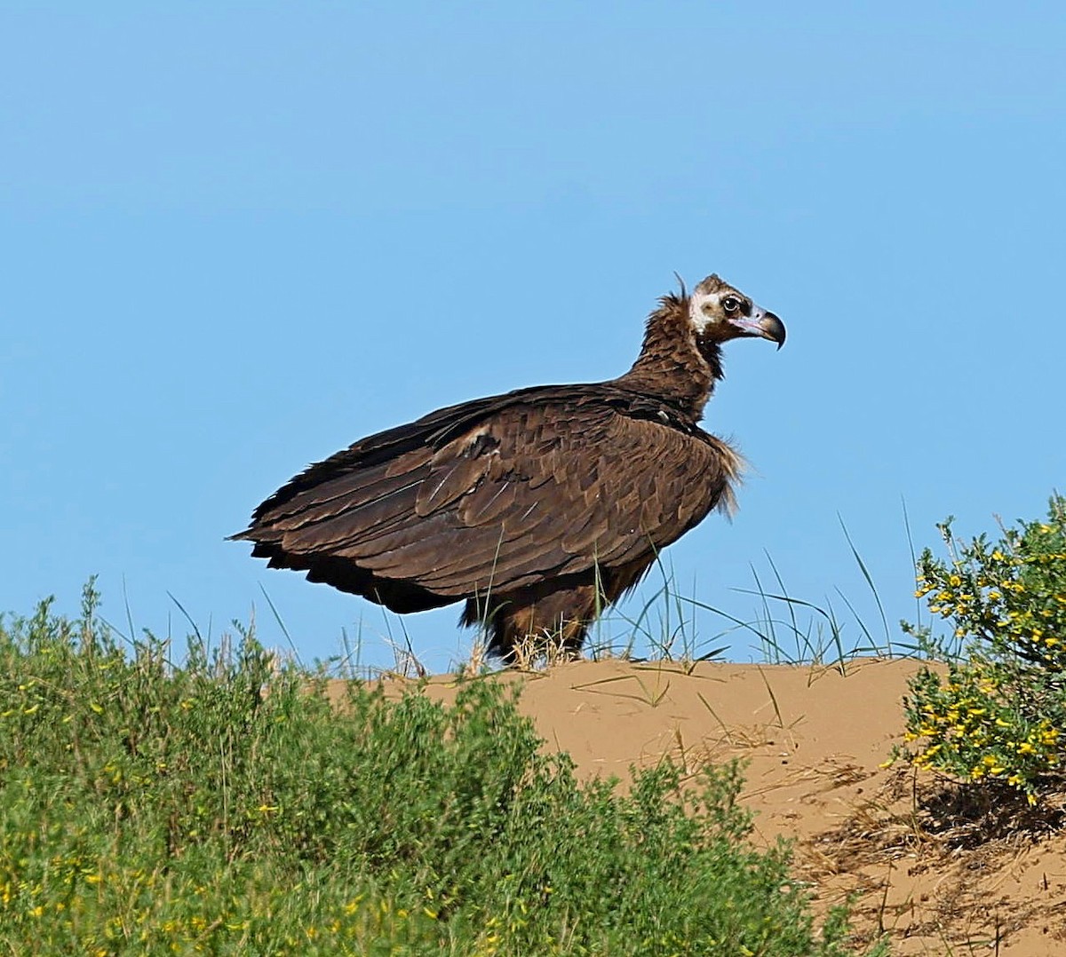 sup hnědý - ML645163112