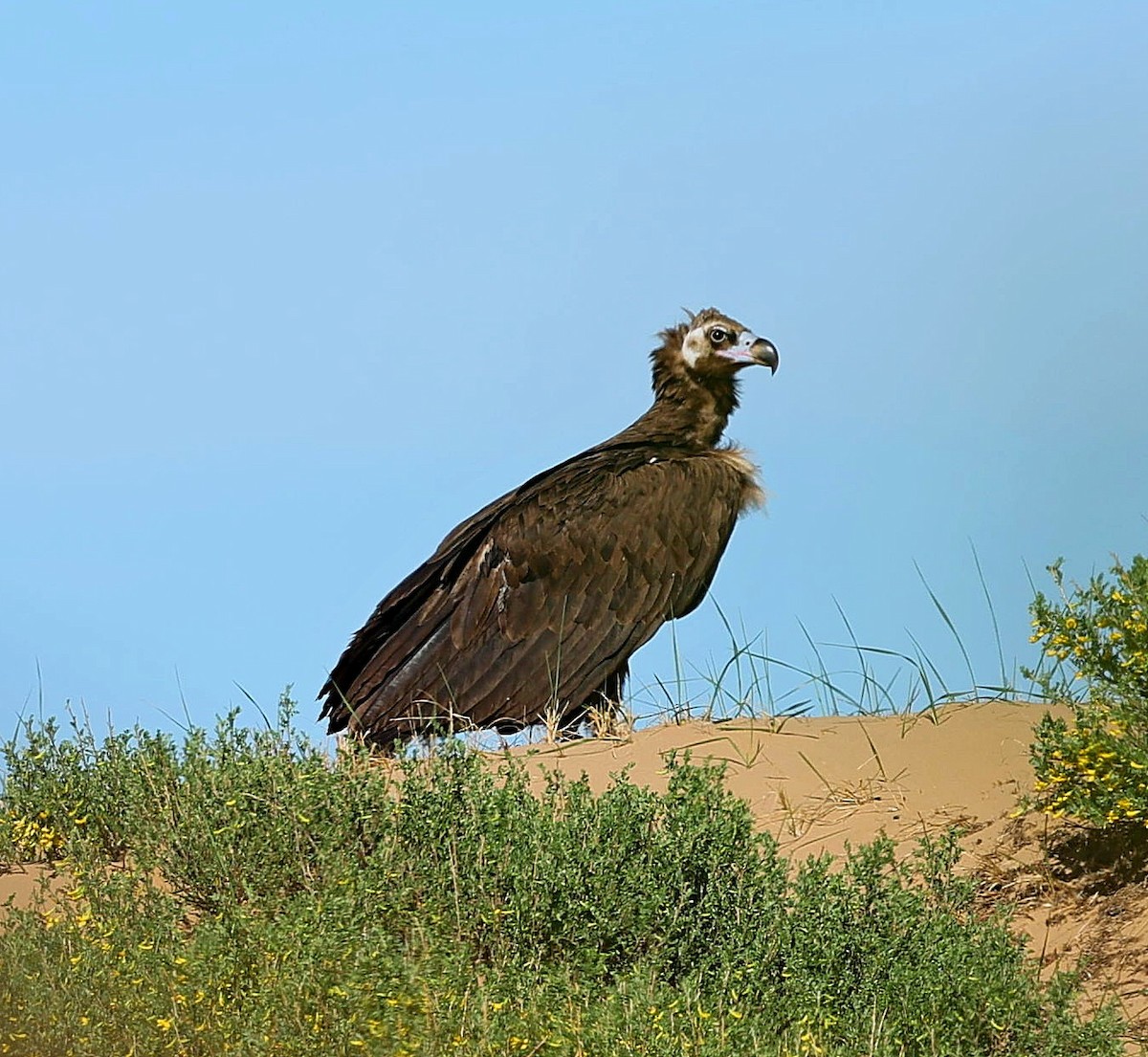 sup hnědý - ML645163113