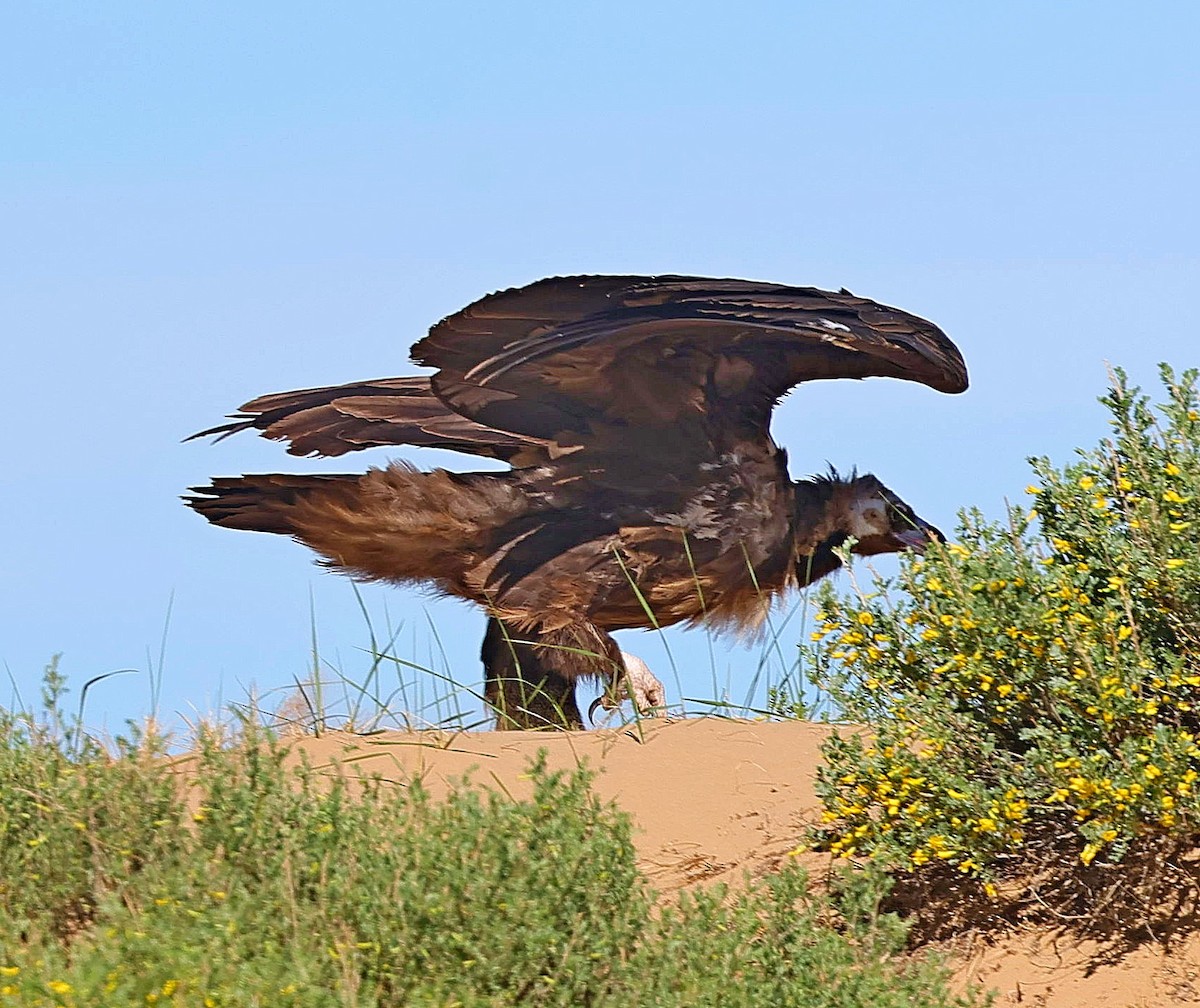 sup hnědý - ML645163114