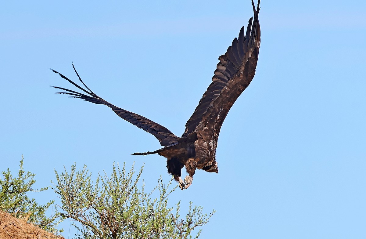 sup hnědý - ML645163115