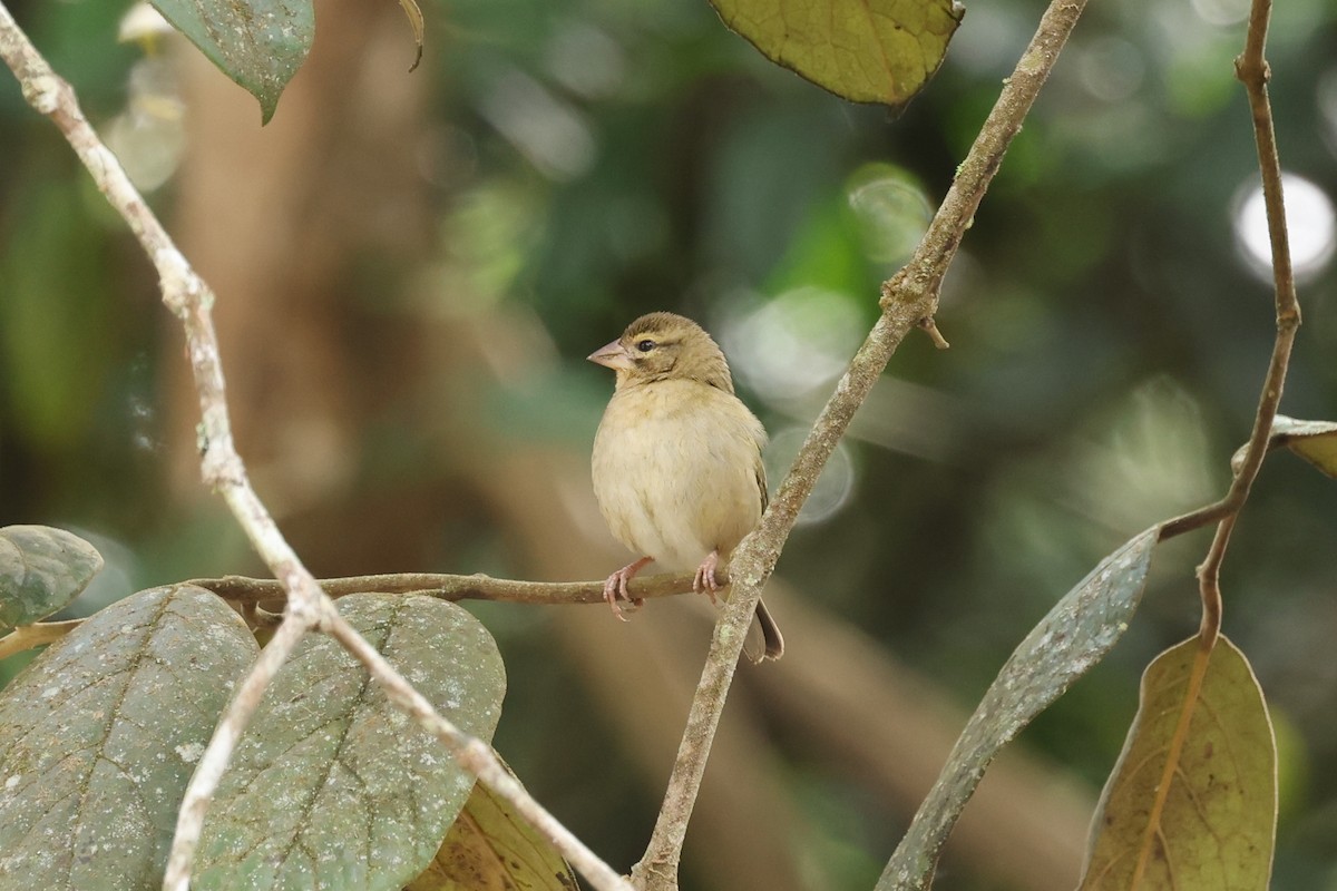 Red Fody - ML645163116