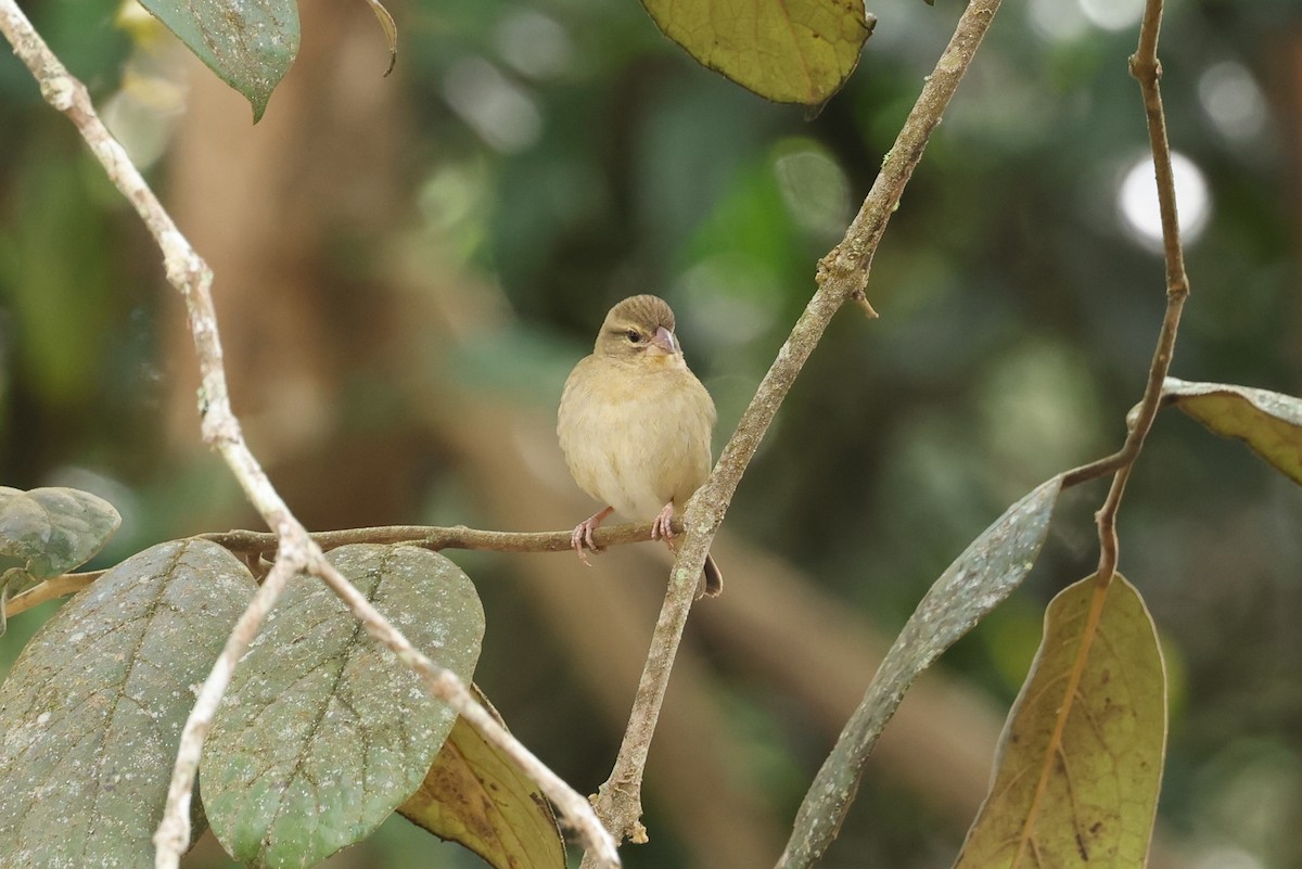Red Fody - ML645163117