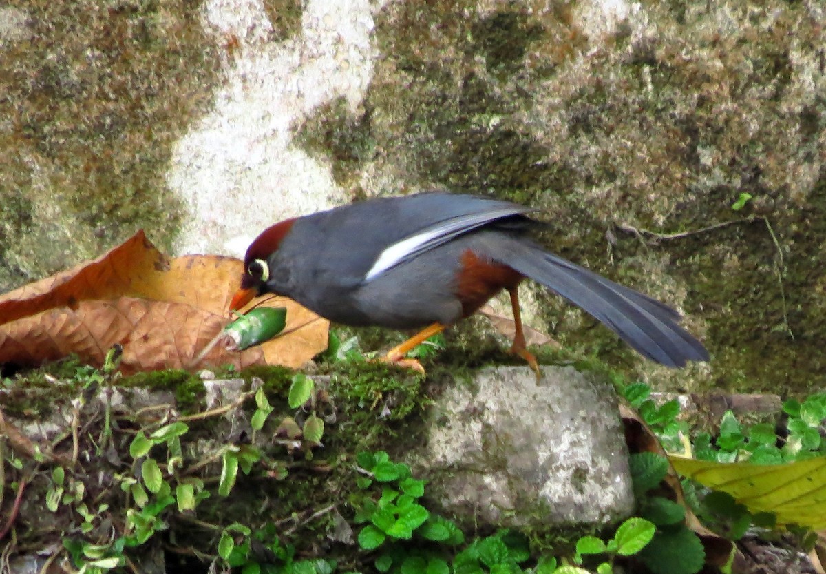 Garrulaxe mitré - ML645163141