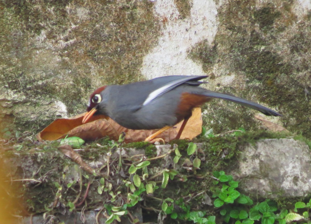 Garrulaxe mitré - ML645163142