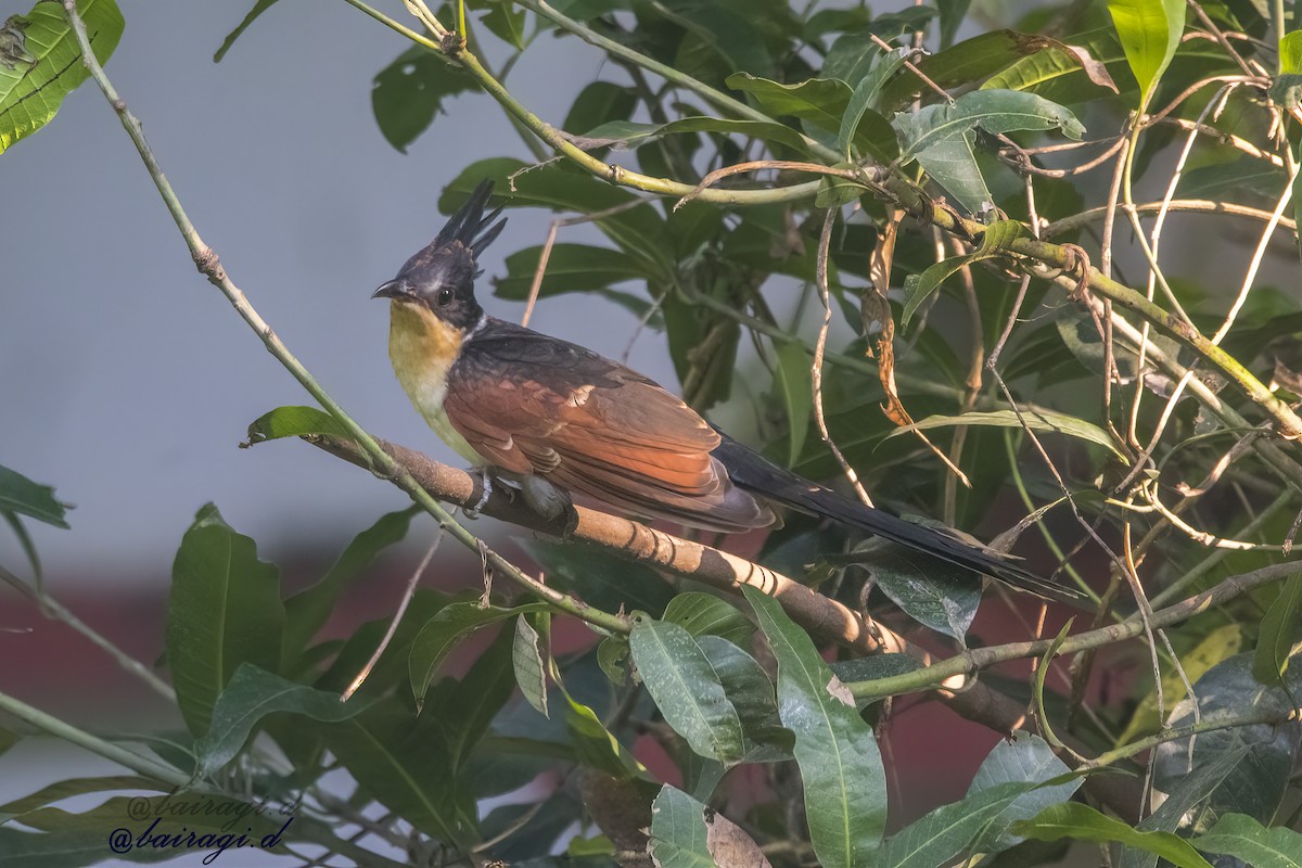 Chestnut-winged Cuckoo - ML645163143