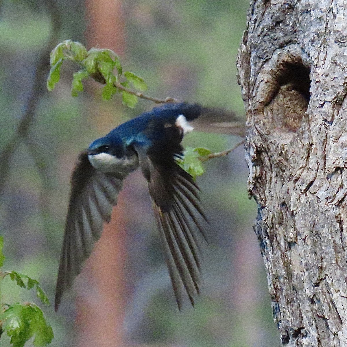 Tree Swallow - ML645163176