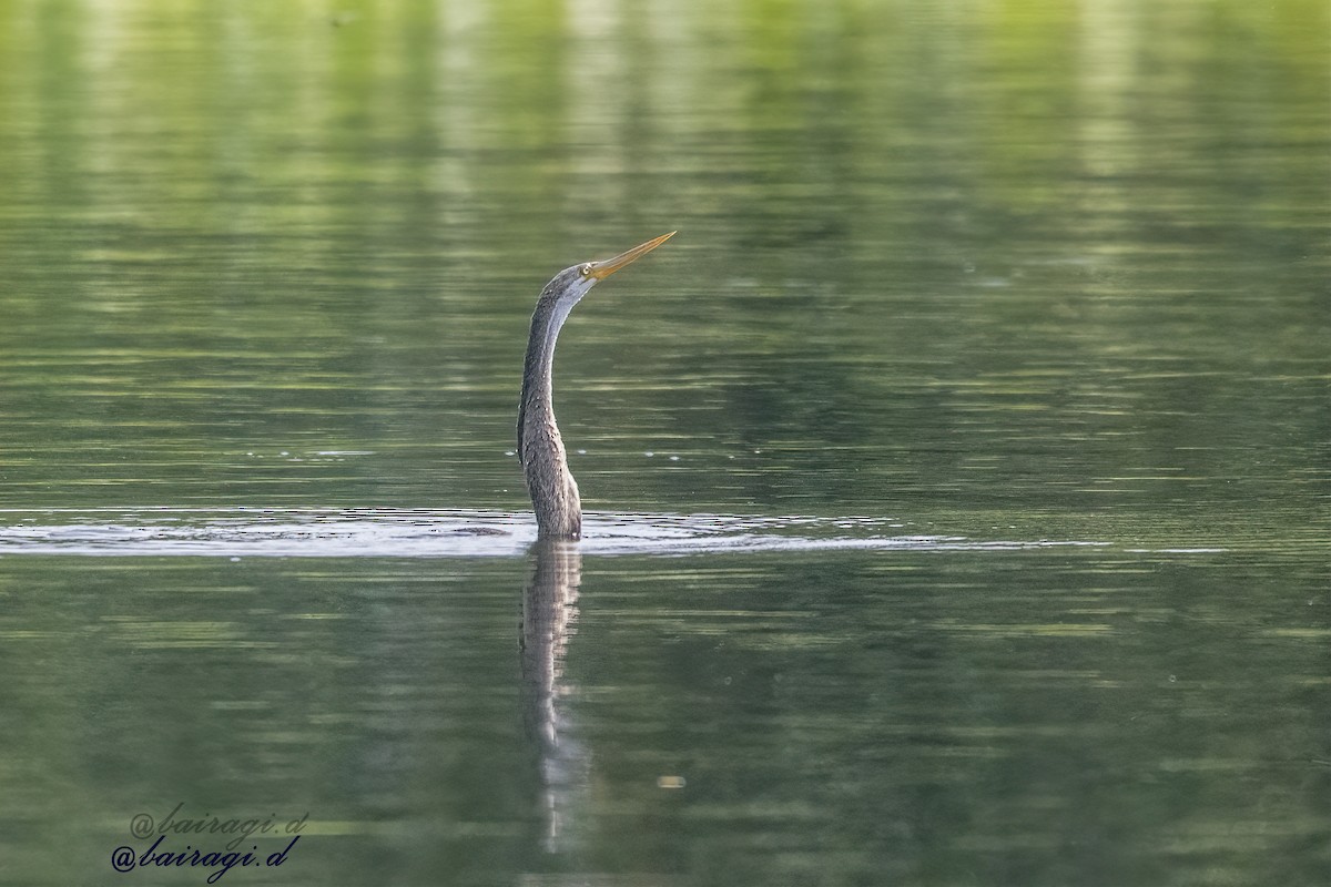 Oriental Darter - ML645163183