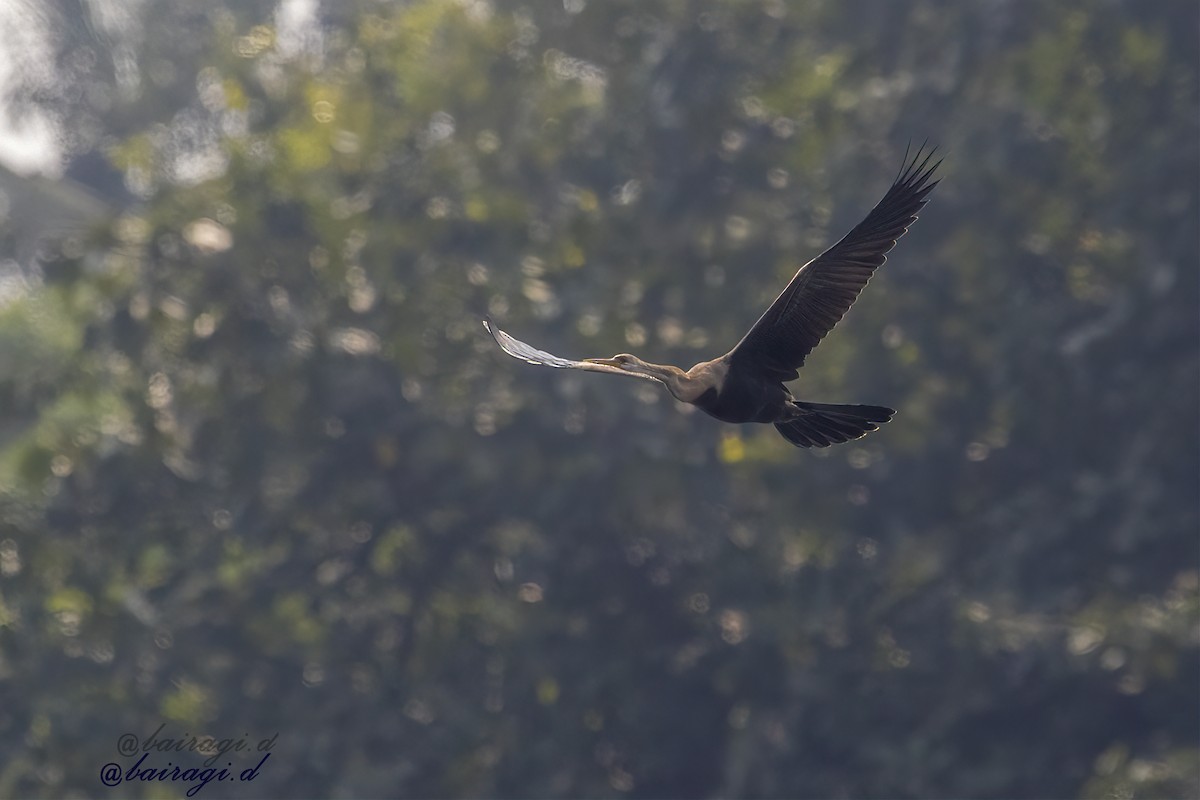 Oriental Darter - ML645163184