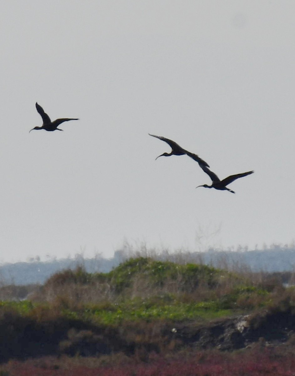 Glossy Ibis - ML645163190