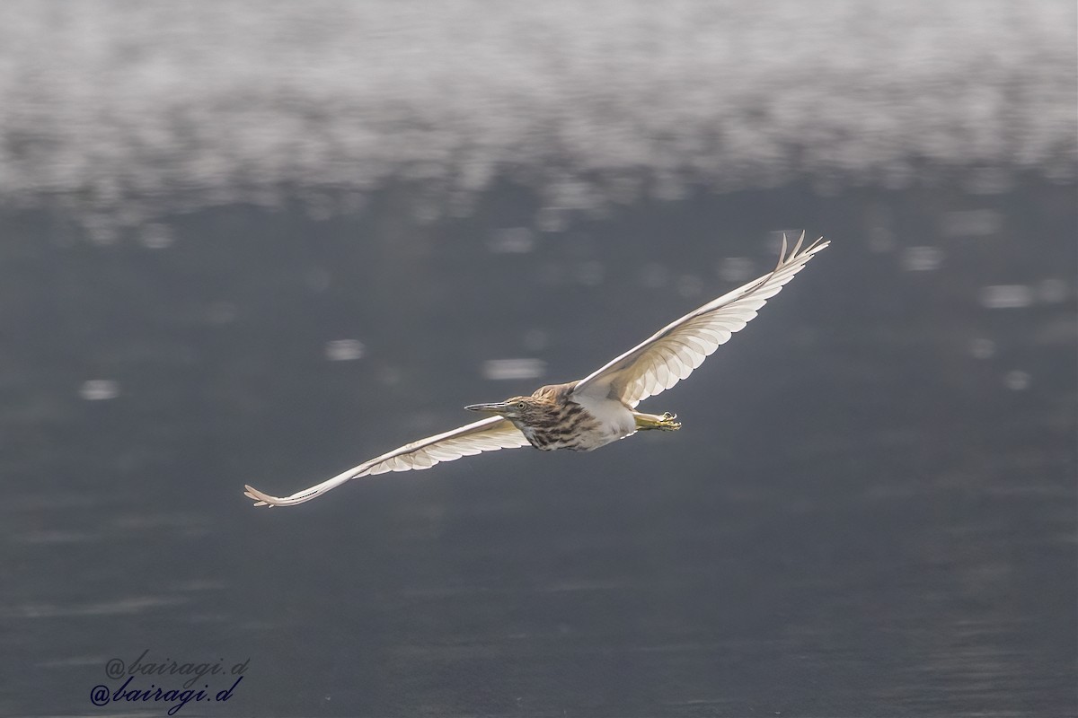 Индийская прудовая цапля - ML645163195