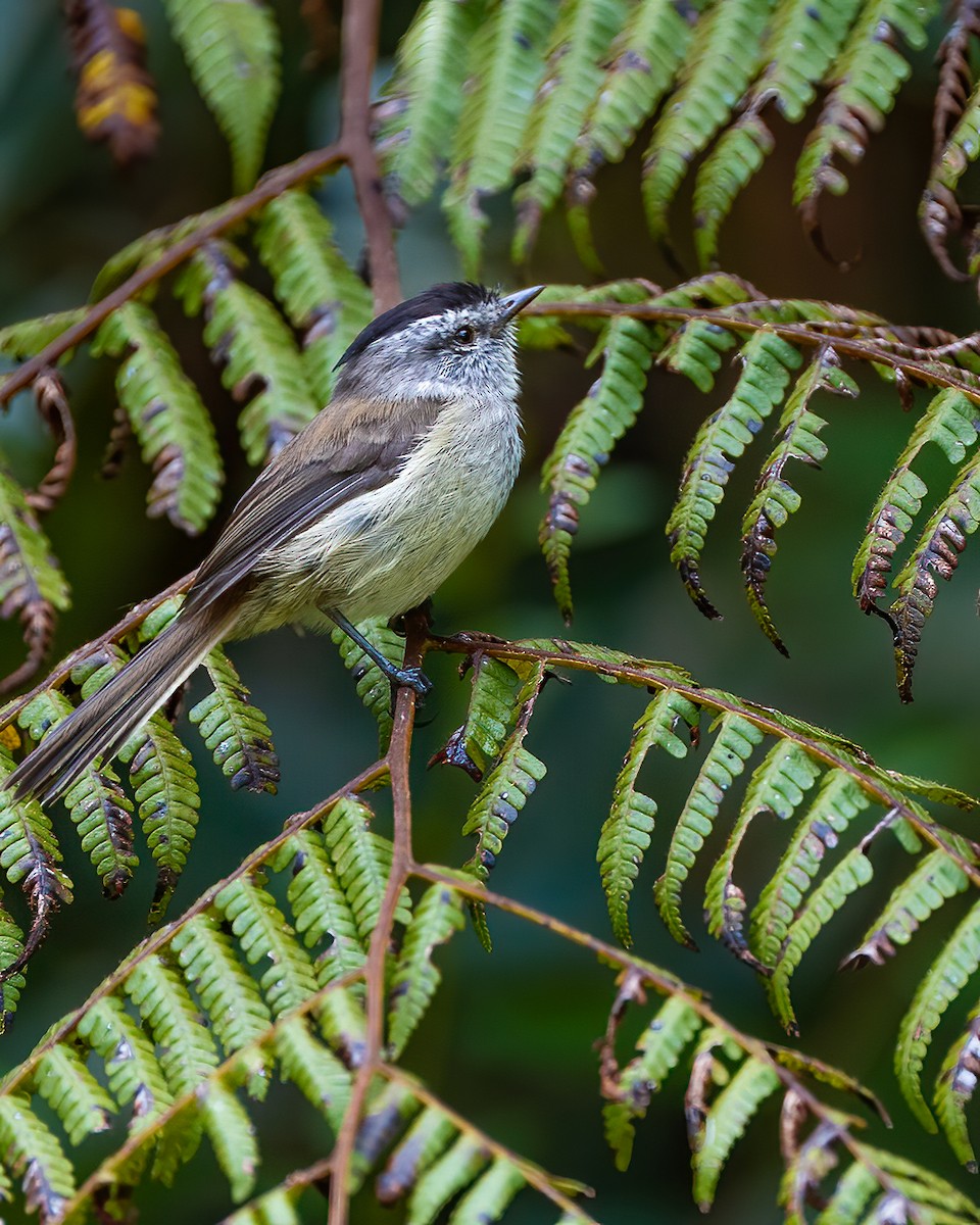 Çizgisiz Tiranulet - ML645163198